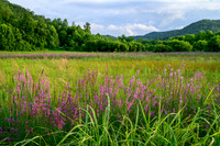 Paintsville_field5269_16x24