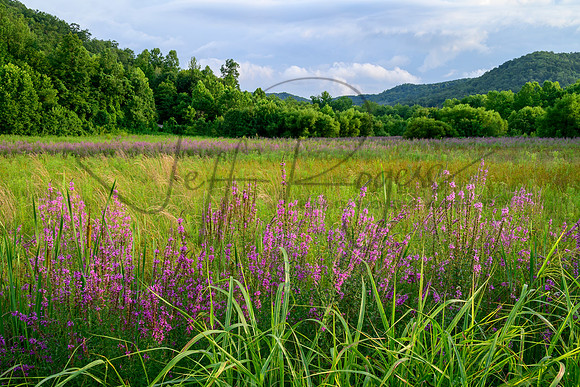 Paintsville_field5269_16x24