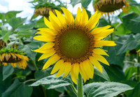 Sunflowers_8438_18x26