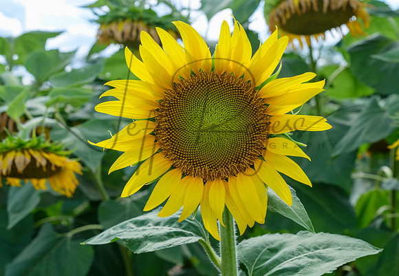 Sunflowers_8438_18x26