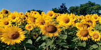 sunflowers_18x36