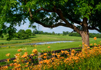 Winchester_Day_Lillies8390_18x26