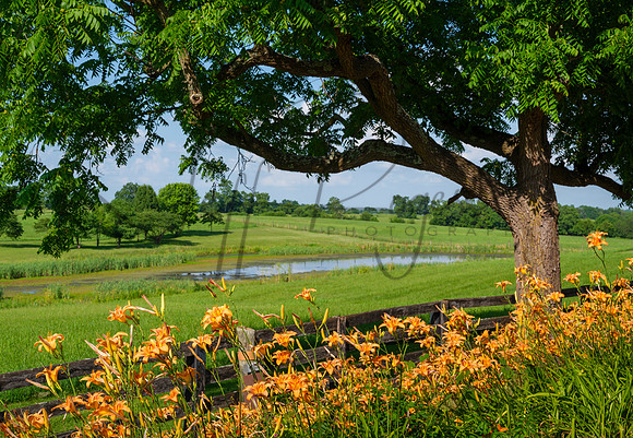 Winchester_Day_Lillies8390_18x26