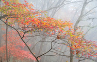 Fall_E_KY-2397