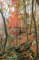 Fall_E_KY-2390