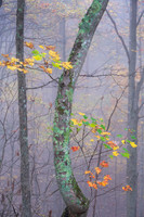 Fall_E_KY-2511