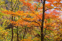 Fall_E_KY-2607