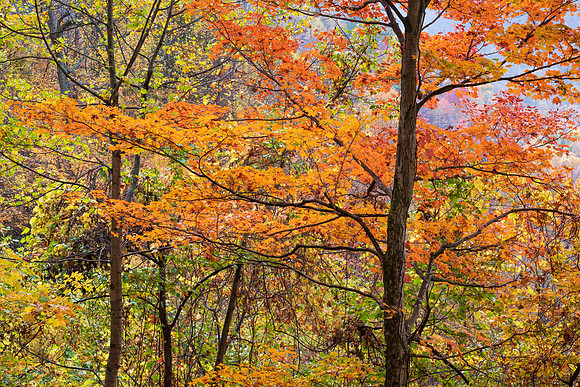 Fall_E_KY-2607