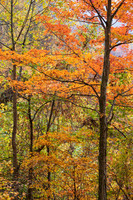 Fall_E_KY-2612
