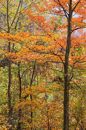 Fall_E_KY-2612