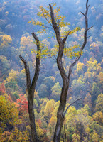 Fall_E_KY-2694