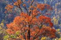 Fall_E_KY-2728