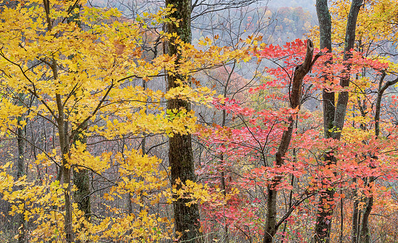 Fall_E_KY-2740