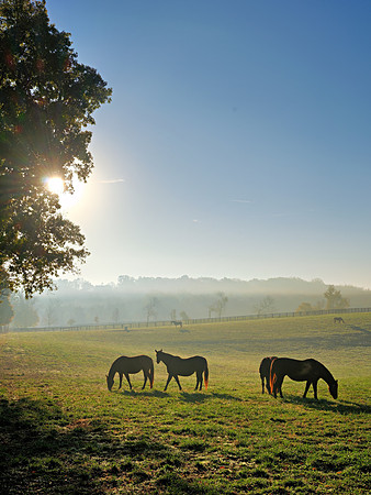 GFXS8695