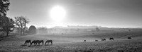 GFXS8638_Radiant