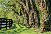 Pisgah_Osage-0033