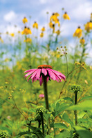 Shaker_Flower5284