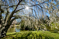 Lex_Cemetery7084