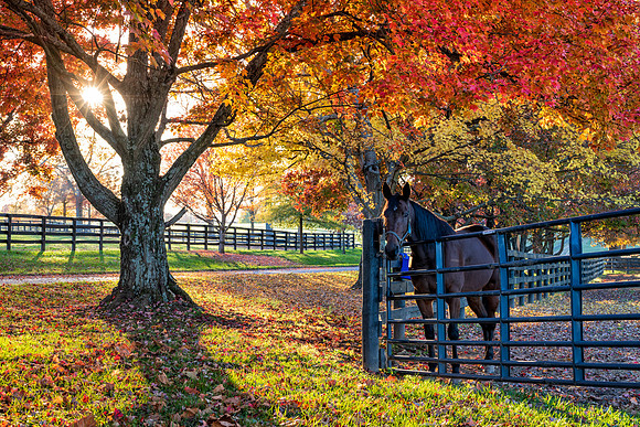 Horse_Fall-4110_20x30