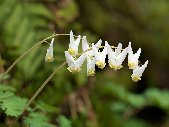 Gorge_Flowers_1218625