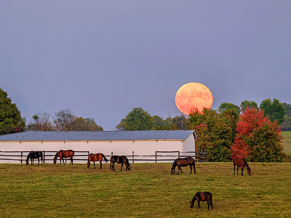 Horse_Harvest_Moon7700w