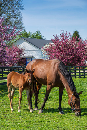 Horses_Spring-7173
