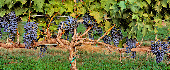 Vine_Branches_pan