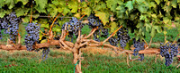 Vine_Branches_pan