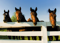 HorsesFour-3377c
