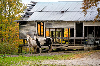 Shack_Horses_6701-16x24
