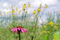 Shaker_Wildflower5283