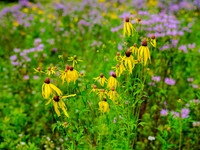 Flowers_Yellow_3368_14