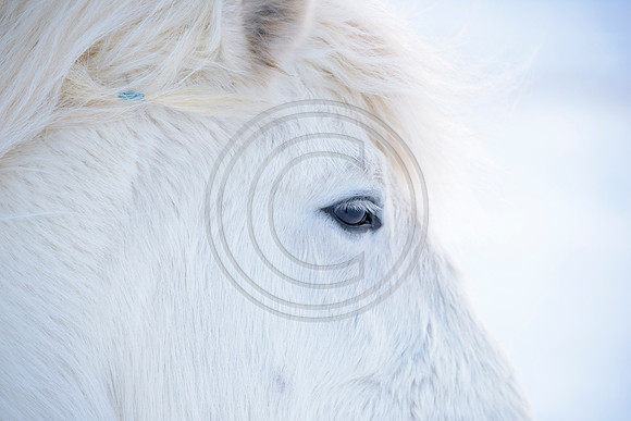 Iceland-8194