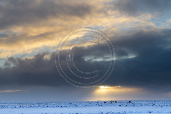 Iceland-2994