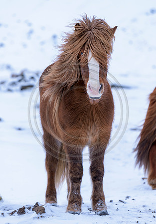 Iceland-8167