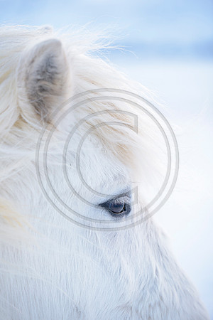 Iceland-8207