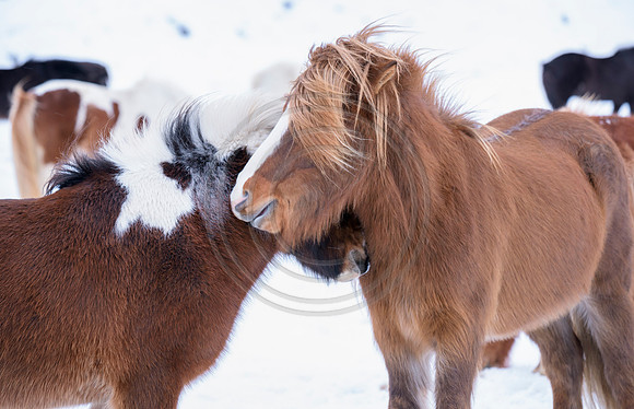 Iceland-8139