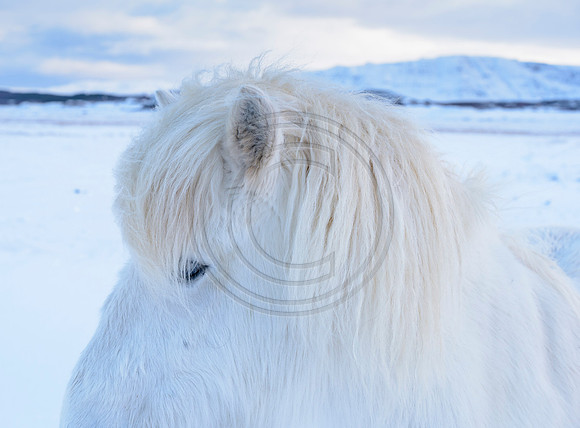 Iceland-8187