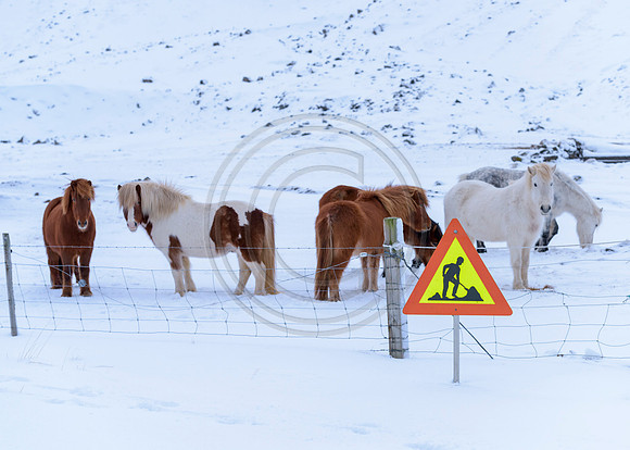 Iceland-8059