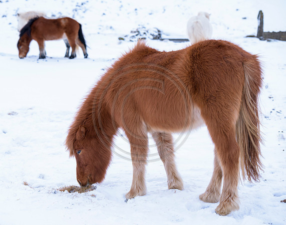 Iceland-8111