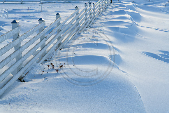 Iceland-3586