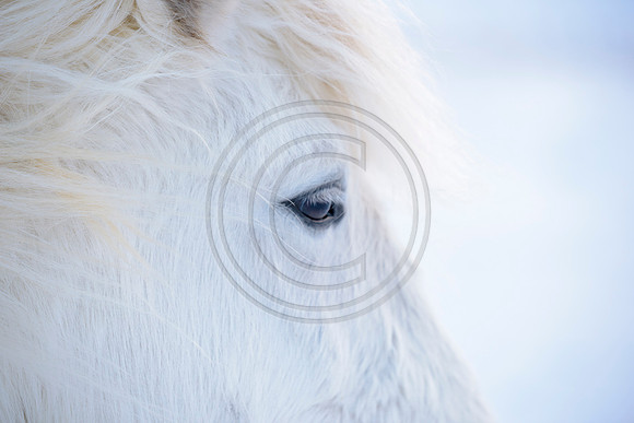 Iceland-8201