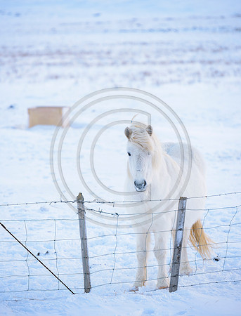 Iceland-8222