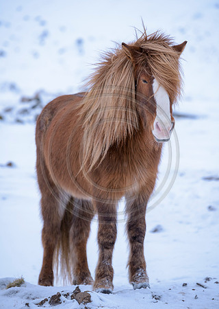 Iceland-8156