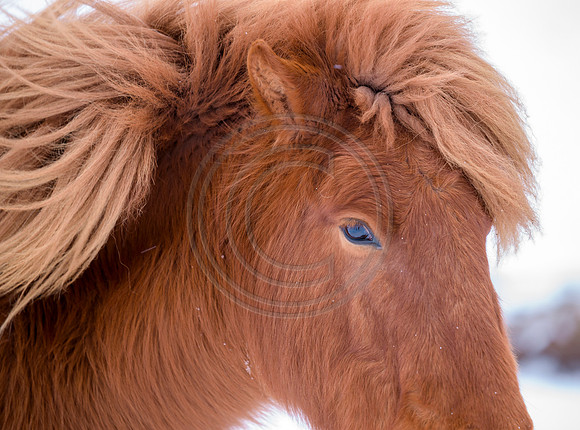 Iceland-8105