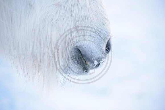 Iceland-8208