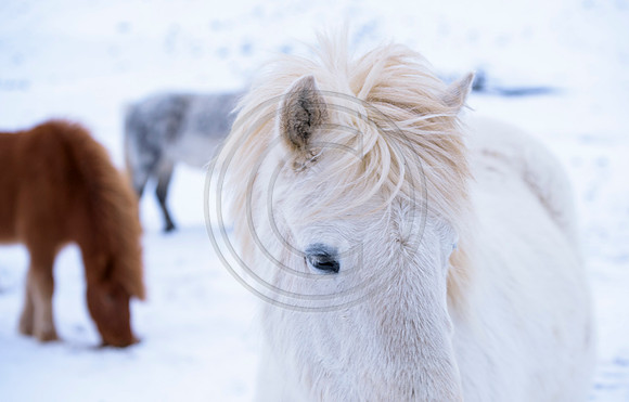Iceland-8070