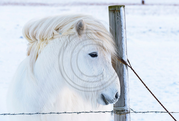 Iceland-8182