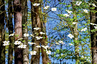 Dogwoods_0348