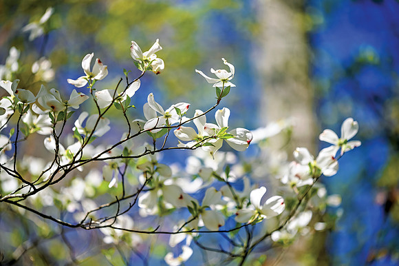 Dogwoods-0312